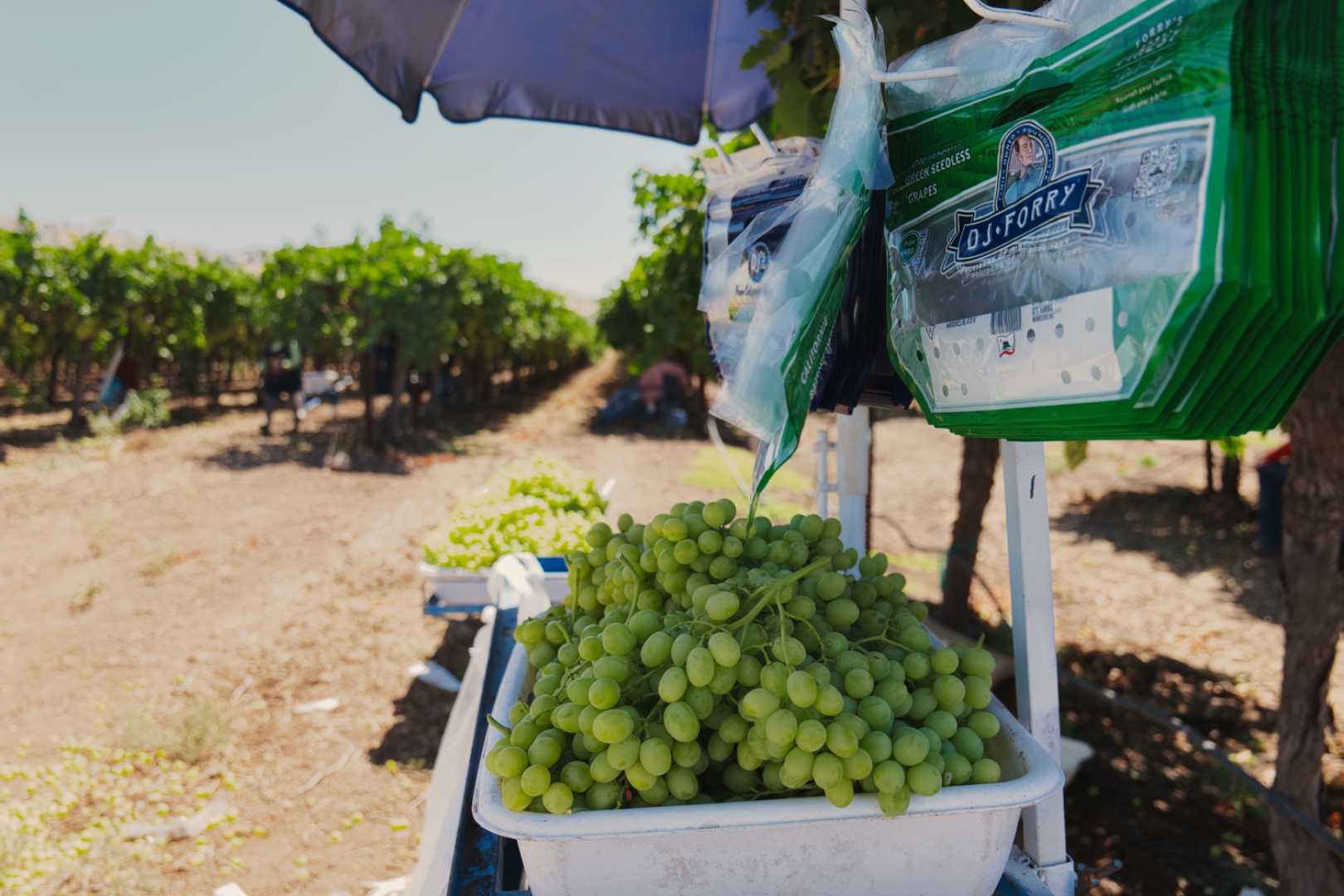 Grape clusters