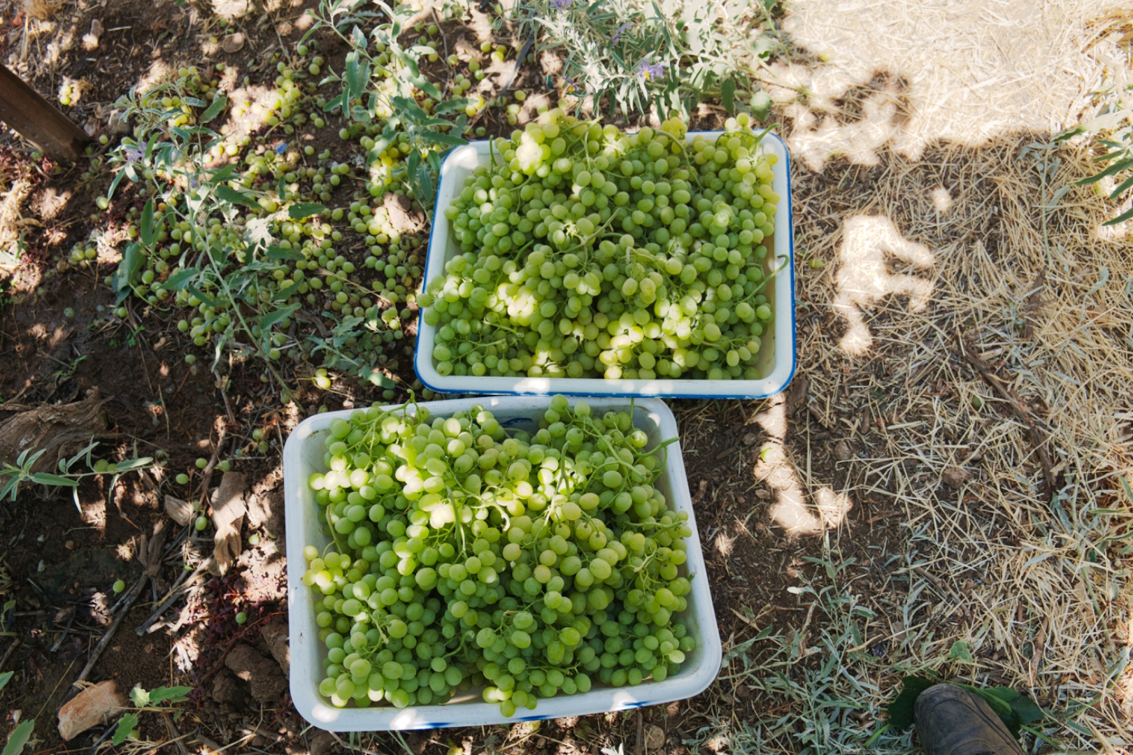 Harvest morning