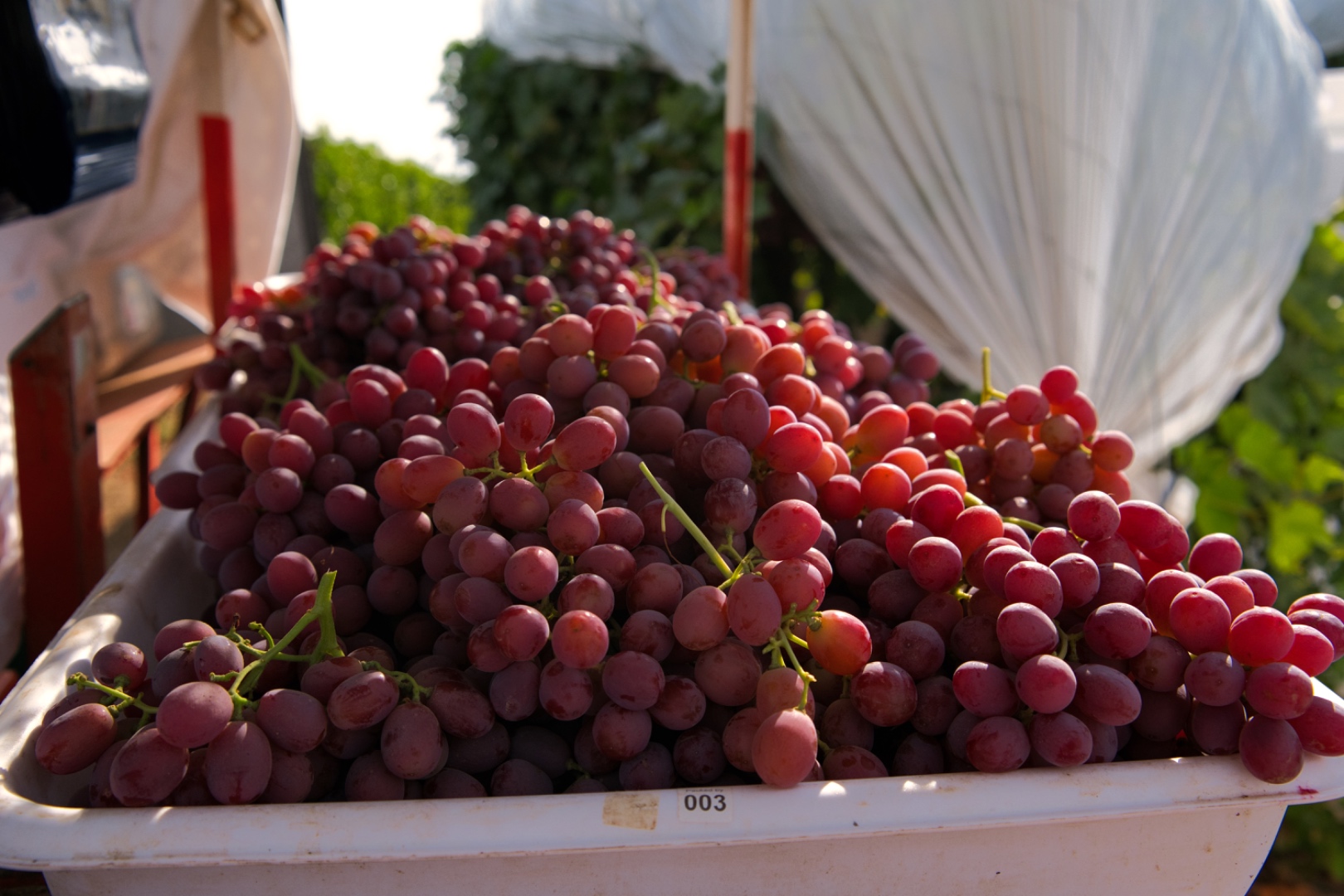 Vineyard row