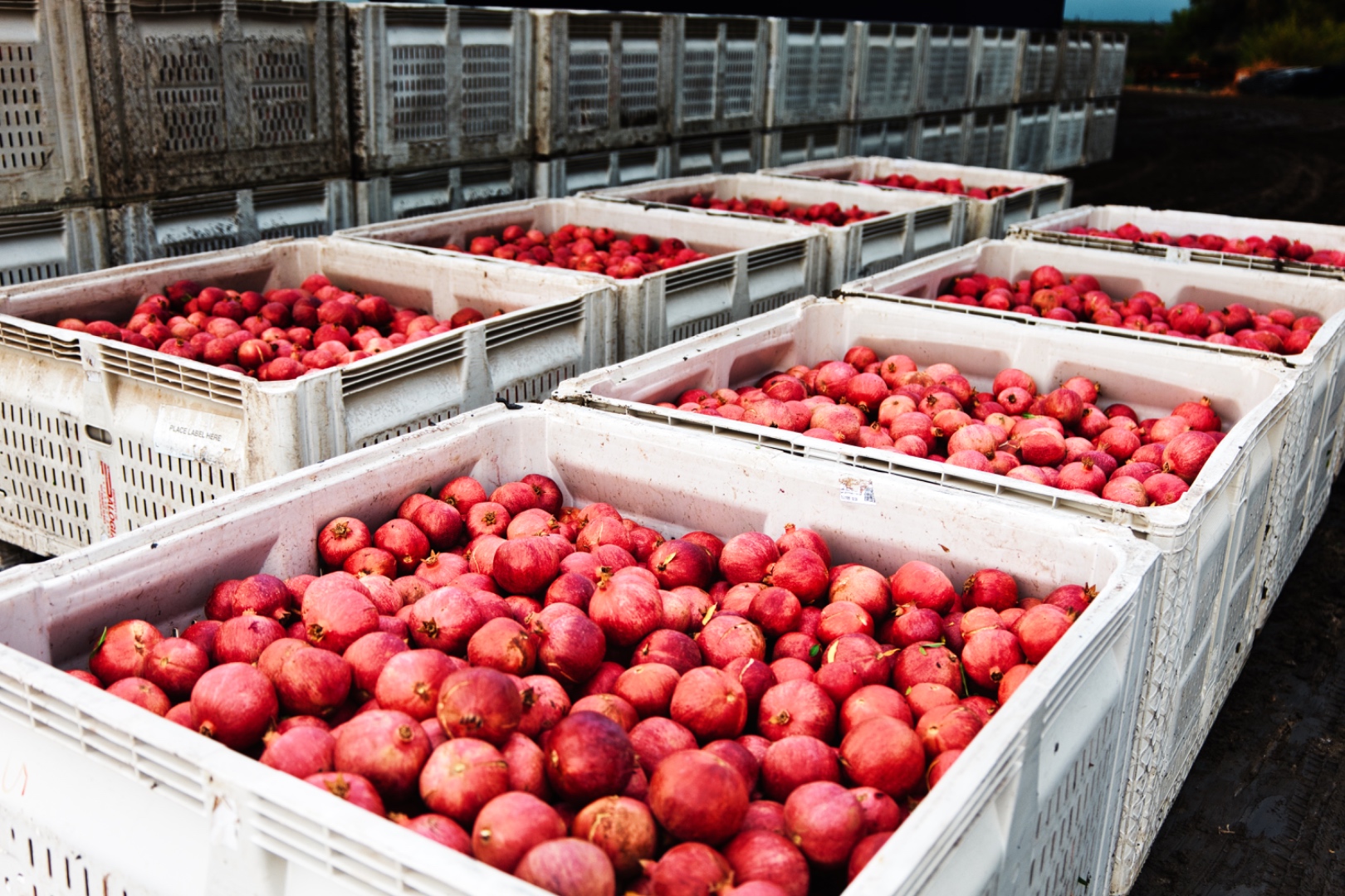 Pomegranate orchard