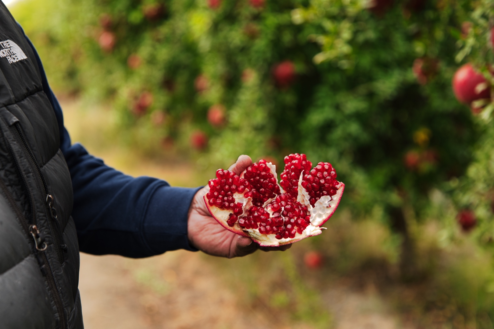 DJ Forry sustainable vineyard practices