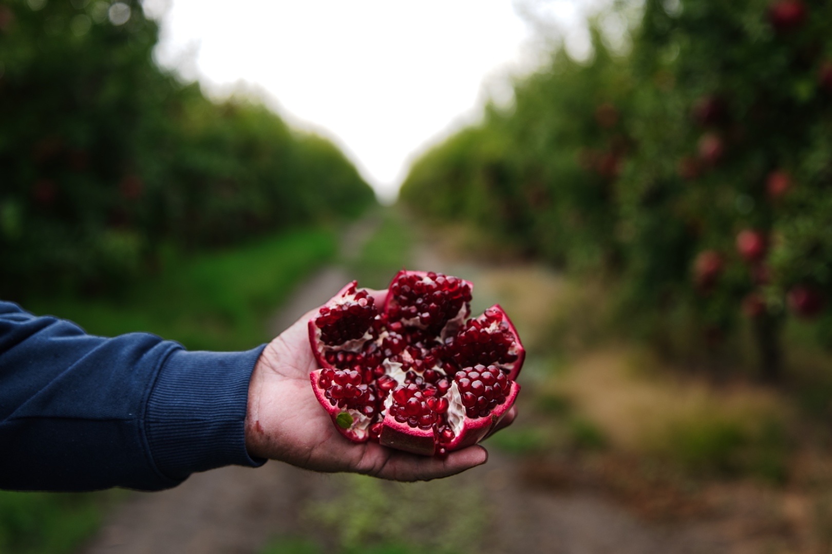 Fresh harvest